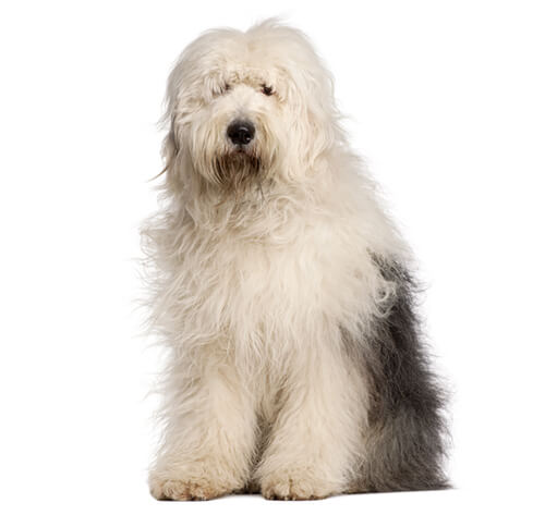 Old english sheepdog store cross german shepherd